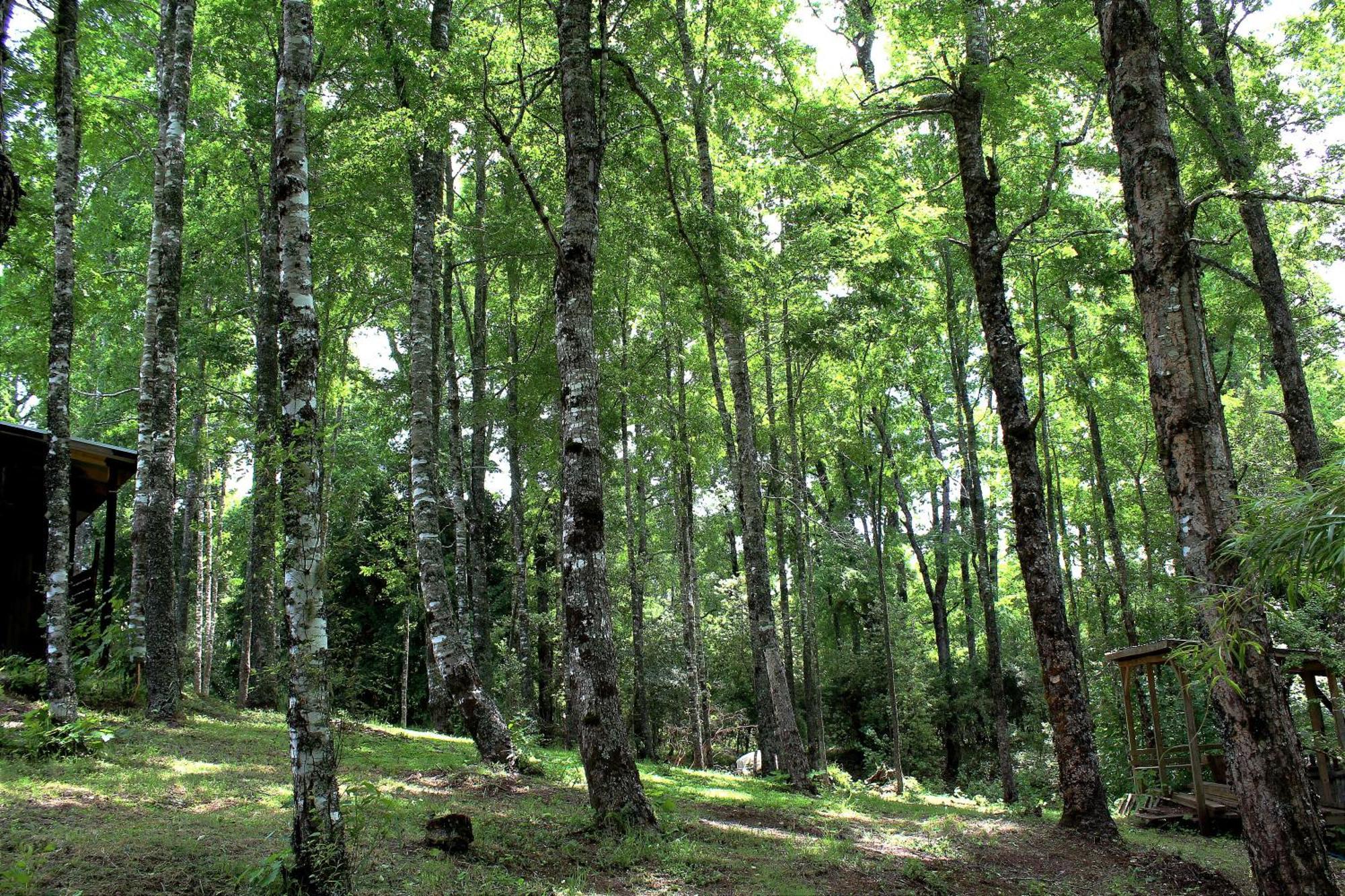 Cabanas Am Berg Пукон Экстерьер фото